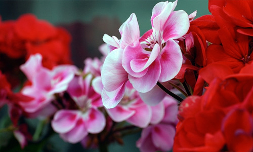 Beautiful red pink flowers hi resolution wallpapers
