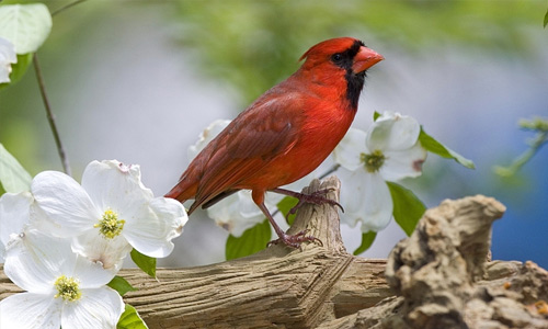 Red free birds wallpapers