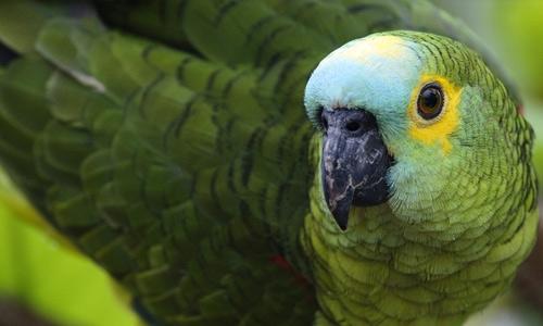 Green parrot free birds wallpapers