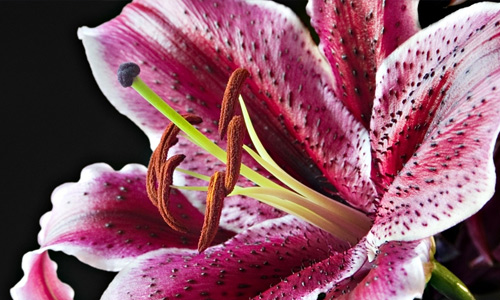 Macro lily flowers hi resolution wallpapers