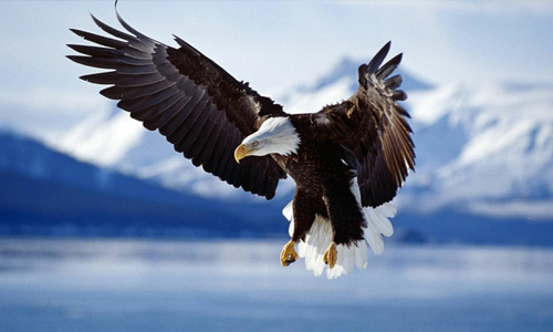 American eagle free birds wallpapers