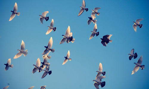 Flying white free birds wallpapers