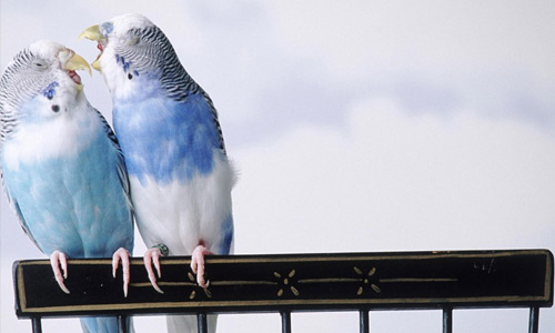 White blue free birds wallpapers
