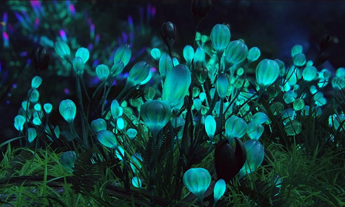Avatar blue luminous flowers hi resolution wallpapers