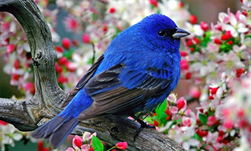 Blue free birds wallpapers