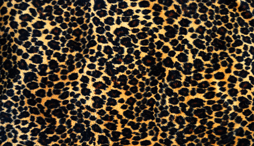 High contrast leopard skin texture free download hi res high resolution