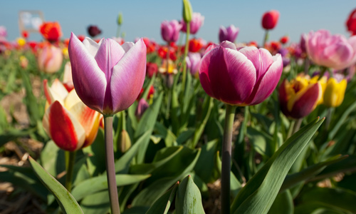 Flowers