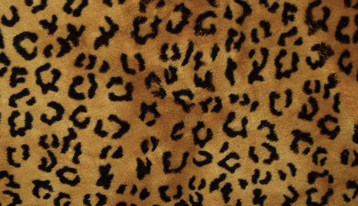 Fur leopard skin texture free download hi res high resolution