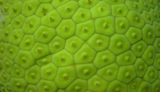 Jackfruit spike green 