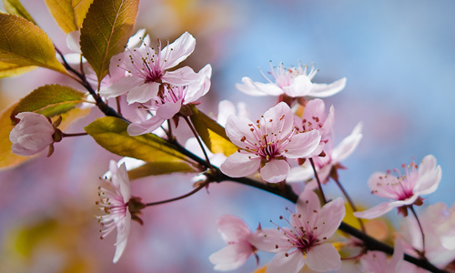 Spring Flower