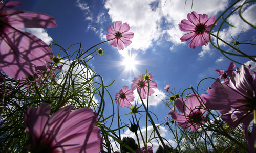 Violet Flowers