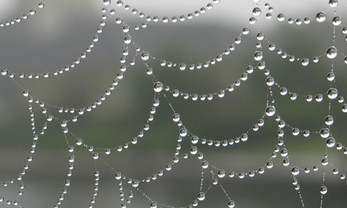 Spider's Web