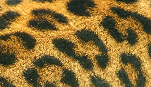 True fur leopard skin texture free download hi res high resolution
