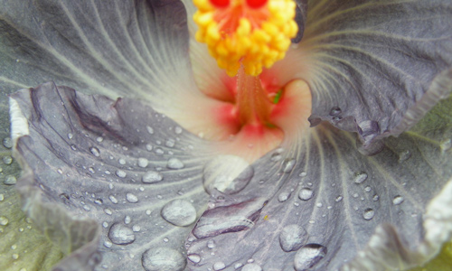 Hibiscus Tylene