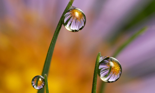 Daisy Dewdrop Refraction