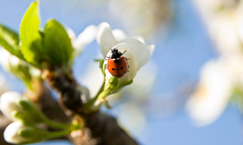 Spring Has Hit Prague