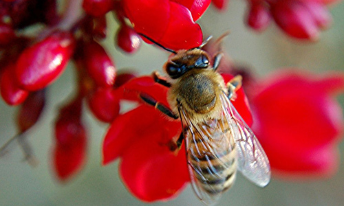 Busy Shiny Winged Honey Bee