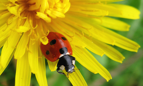 Ladybird About to Leave a Dandelion