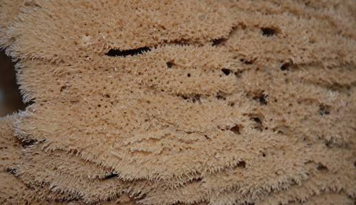 Brown raw sponge textures free download hi res high resolution