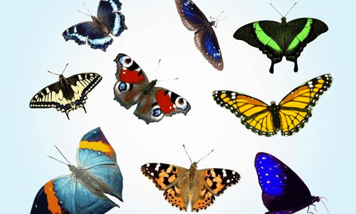 free butterfly vectors