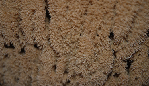 Raw brown sponge textures free download hi res high resolution