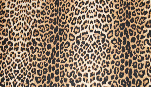 Skin leopard skin texture free download hi res high resolution
