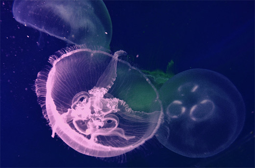 Purple pink jellyfish photography