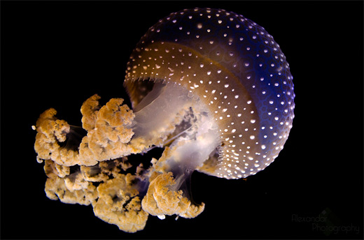 White spots jellyfish photography
