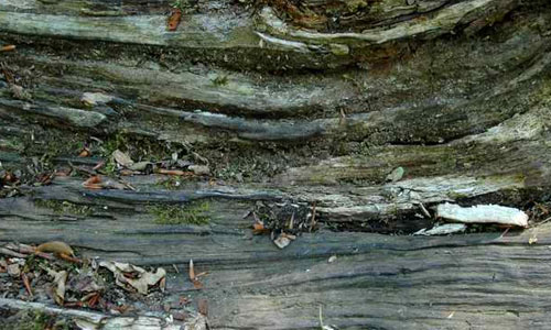 rotting wood_004 texture