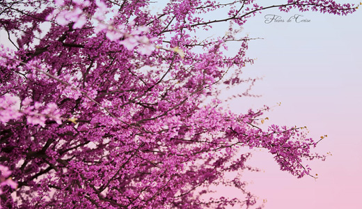 beautiful pink tree wallpaper