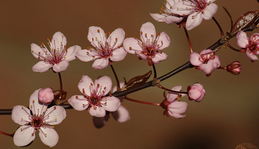 Mature beautiful flowers 