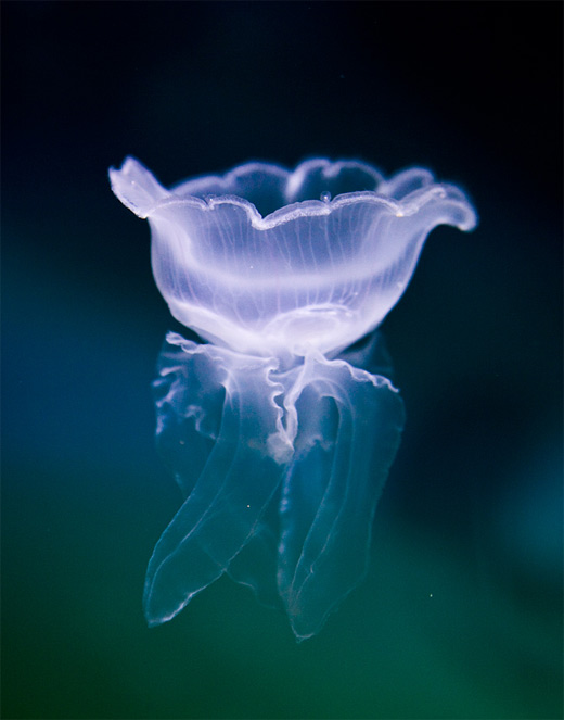 Purple flower jellyfish photography