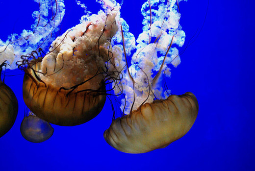 Brown jellyfish photography