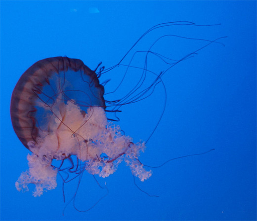 Purple jellyfish photography