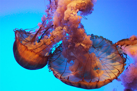Maroon orange jellyfish photography