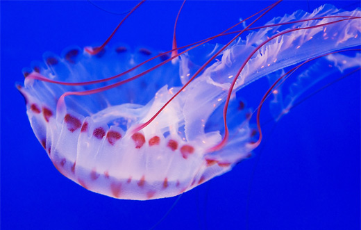 Pink transparent jellyfish photography