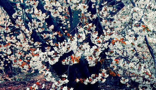 White flowers tree 