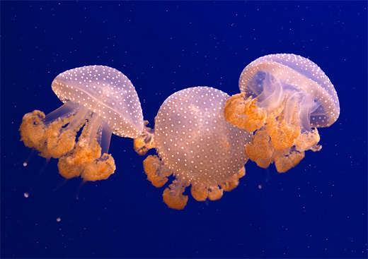 Orange small jellyfish photography