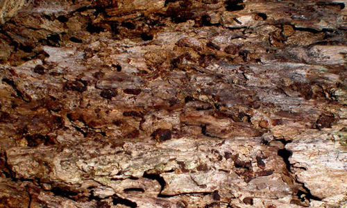 Dessicated Tree 2 texture