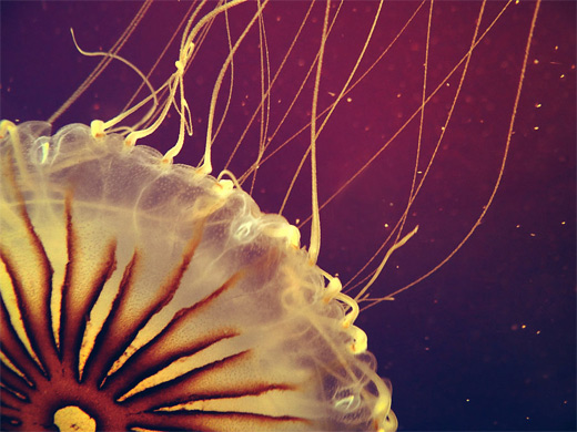 Amazing jellyfish photography