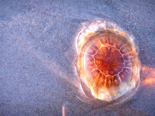 Amazing sand jellyfish photography