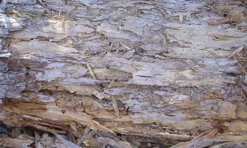 Rotting Pine texture