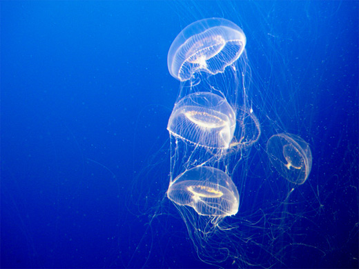 Transparent jellyfish photography