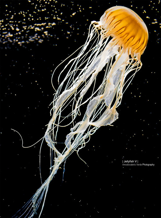 White yellow jellyfish photography
