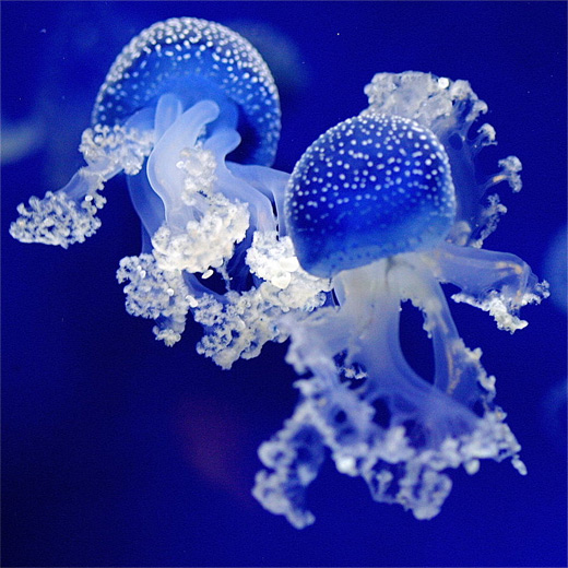 Blue transparent jellyfish photography