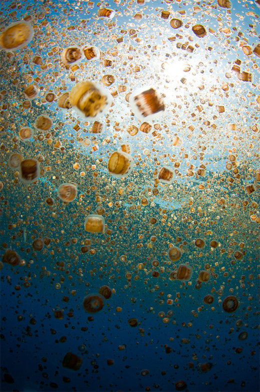 Brown small many jellyfish photography