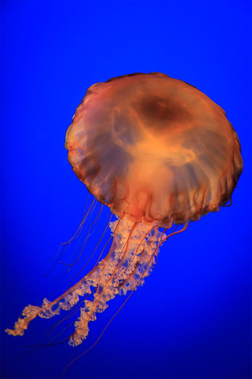 Orange jellyfish photography