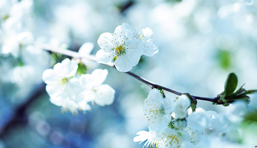 Cute white flower 