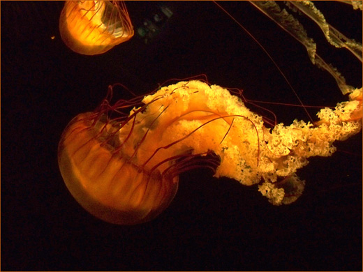 Orange yellow jellyfish photography