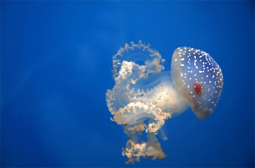Transparent jellyfish photography
